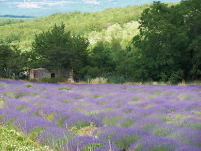 Lavender field