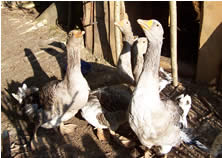 Perigordian goose "foie gras" is a delicacy